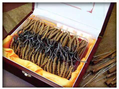 霸州冬虫夏草回收